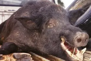Name:  Red boar.png
Views: 202
Size:  185.5 KB