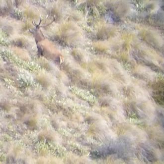 Name:  Red stag Hit & on the way down SMALL.jpg
Views: 199
Size:  22.0 KB