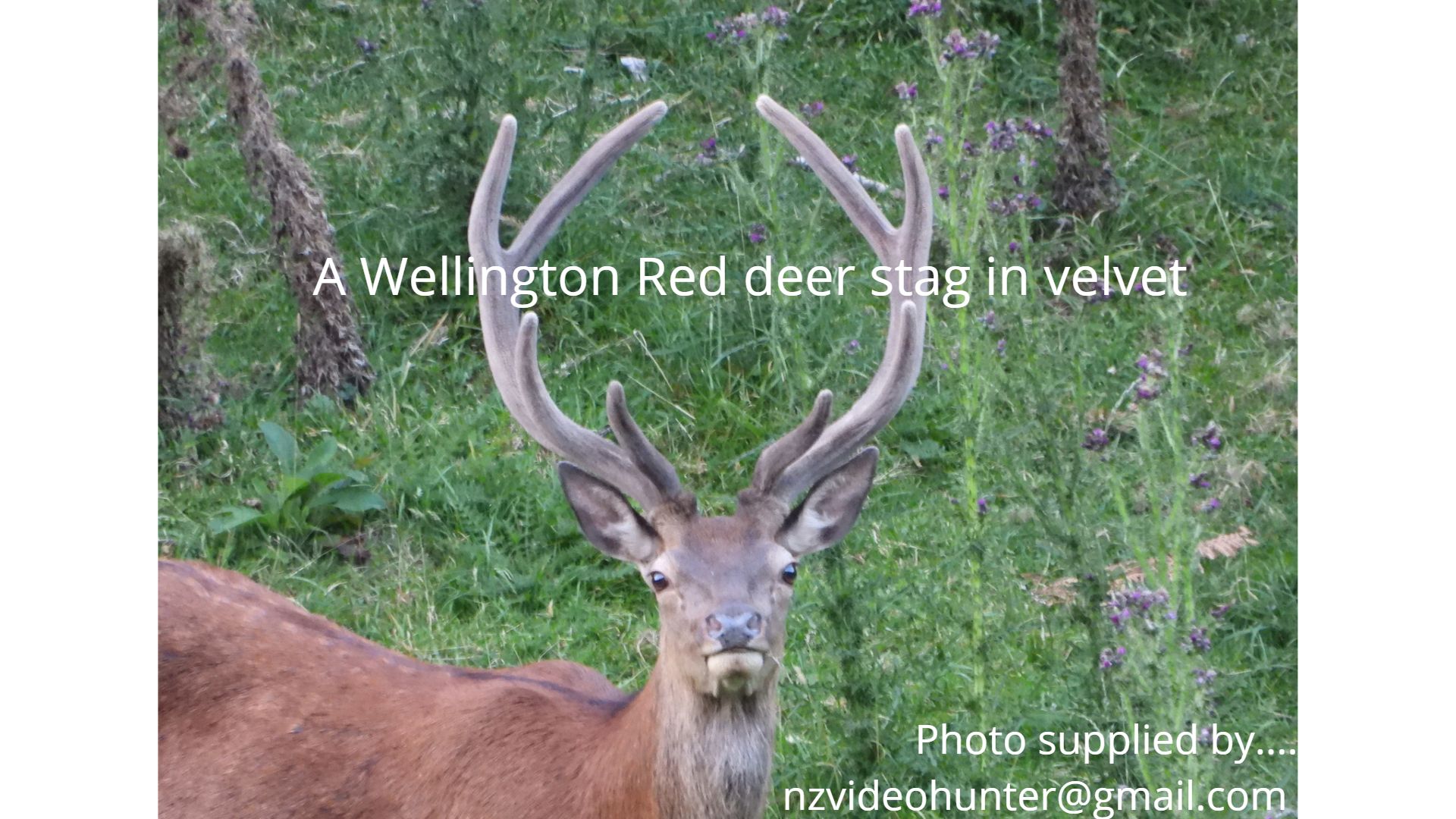 Name:  A Wellington Red deer stag in velvet.jpg
Views: 627
Size:  308.7 KB