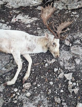 Name:  RED WHITE Fallow SMALL.jpg
Views: 246
Size:  57.7 KB
