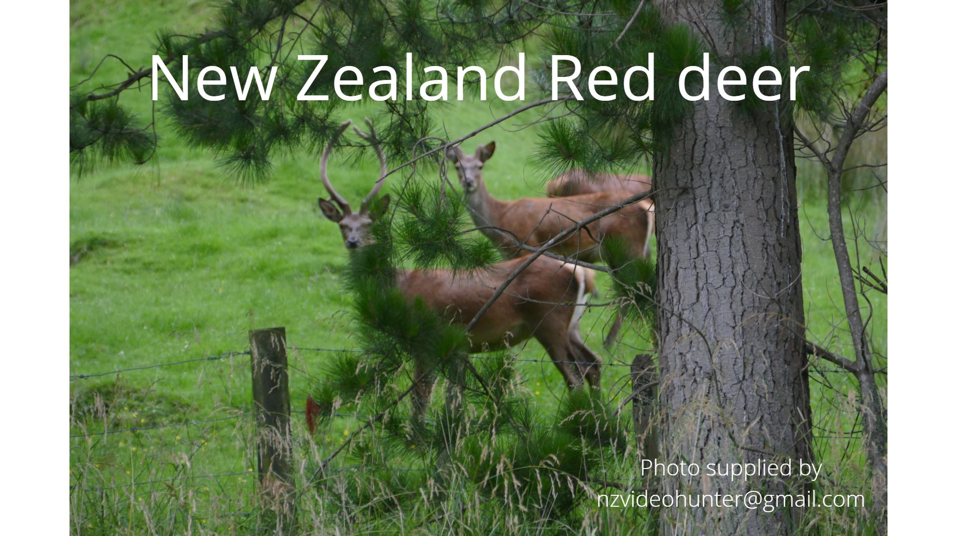 Name:  group of deer.jpg
Views: 2602
Size:  315.8 KB