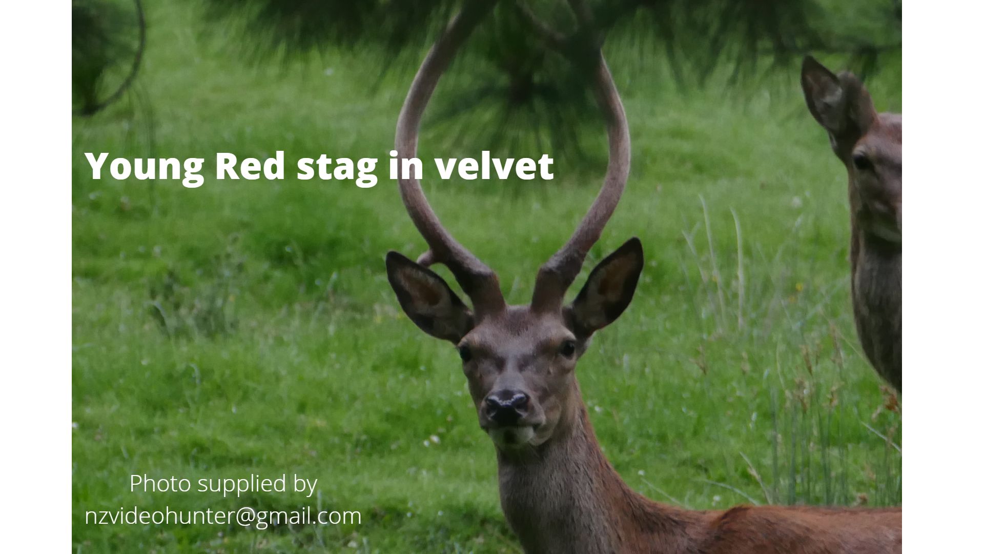 Name:  stag.jpg
Views: 2285
Size:  178.8 KB