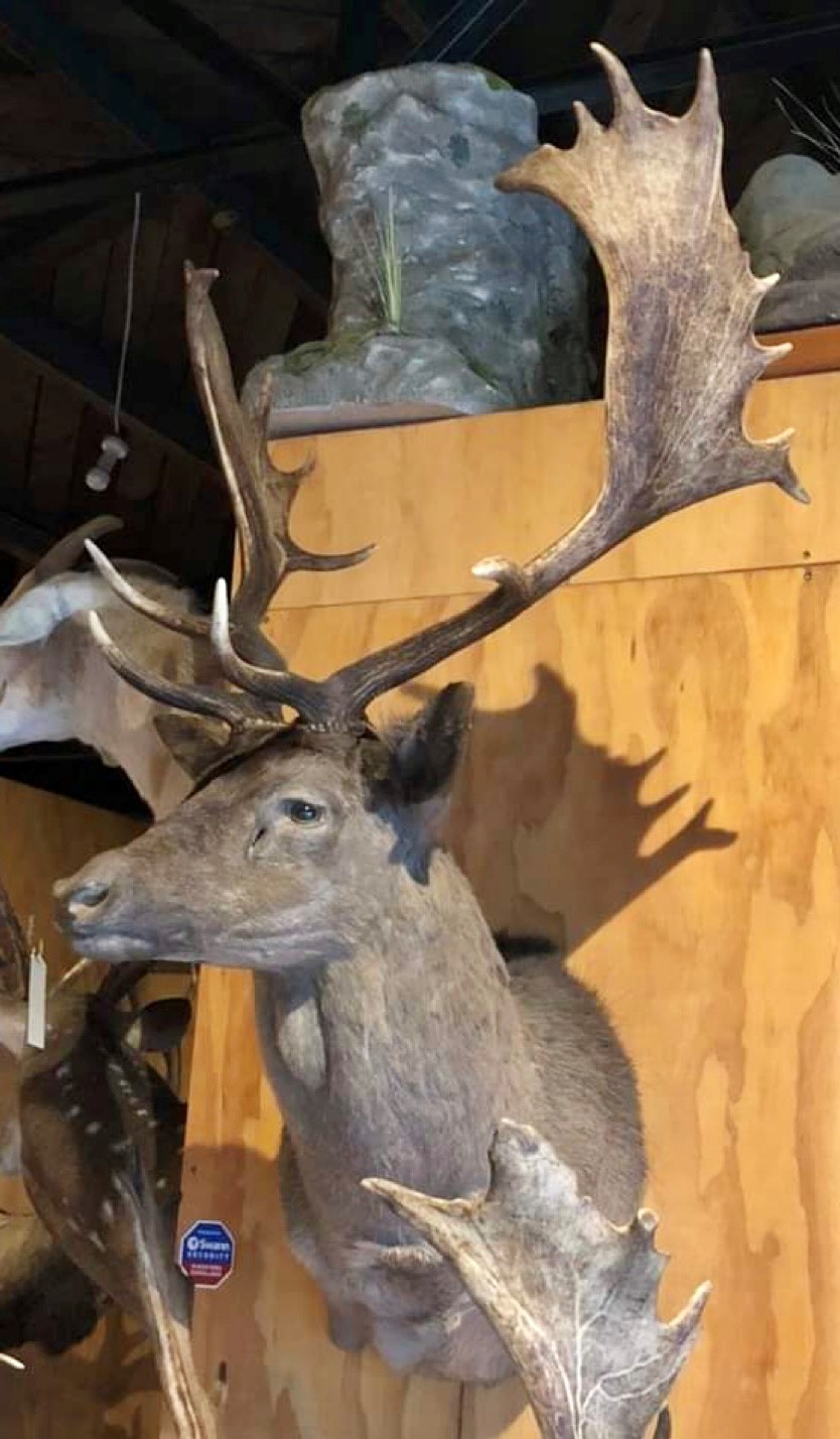 Name:  Fallow 3.jpg
Views: 160
Size:  202.7 KB
