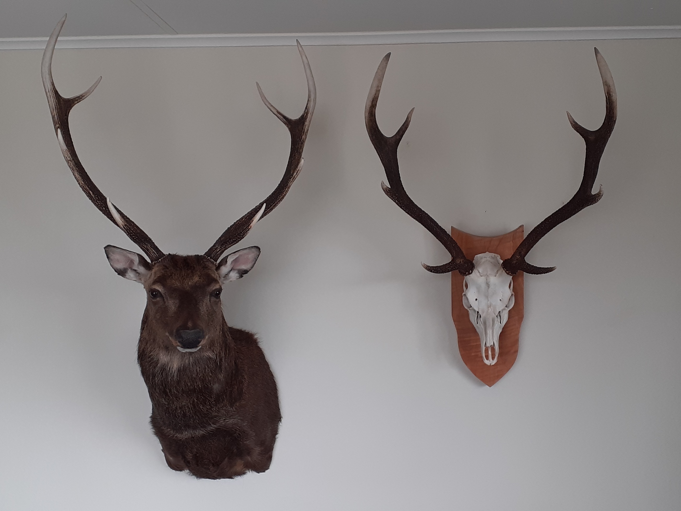 Name:  Rileys trophy hangs proudly next to dads.jpg
Views: 332
Size:  817.6 KB