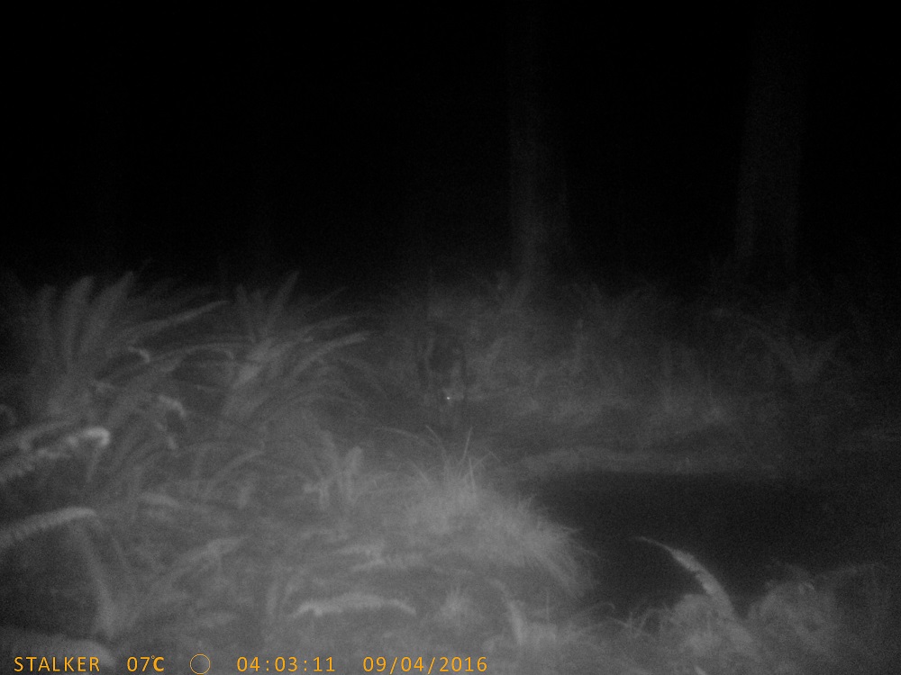 Name:  Gam cam, 205.JPG
Views: 186
Size:  191.3 KB