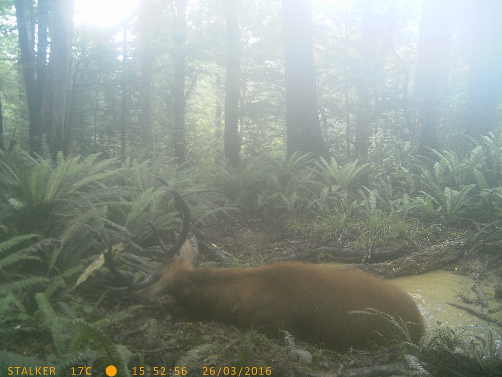Name:  Gam cam, 045.JPG
Views: 189
Size:  309.4 KB