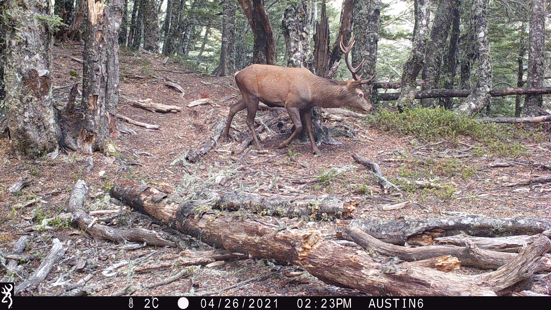 Name:  8 pt stag2.JPG
Views: 489
Size:  1.08 MB