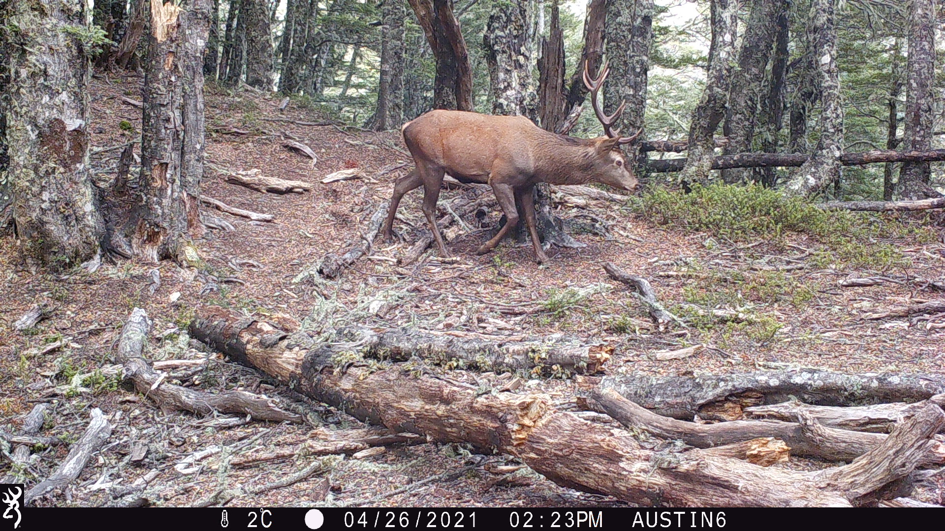 Name:  8 pt stag2.JPG
Views: 543
Size:  1.08 MB