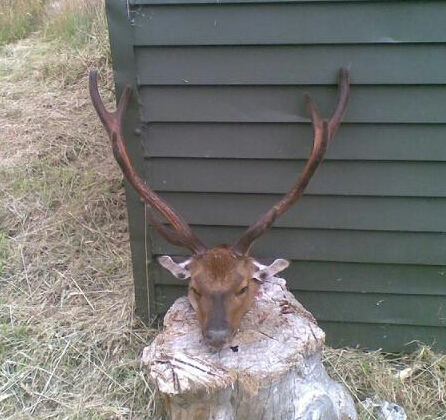 Name:  sika.jpg
Views: 403
Size:  160.9 KB