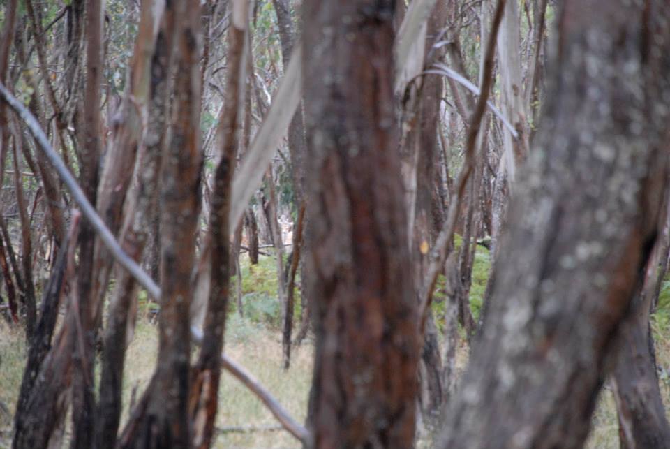Name:  buck in thick cover.jpg
Views: 522
Size:  67.0 KB