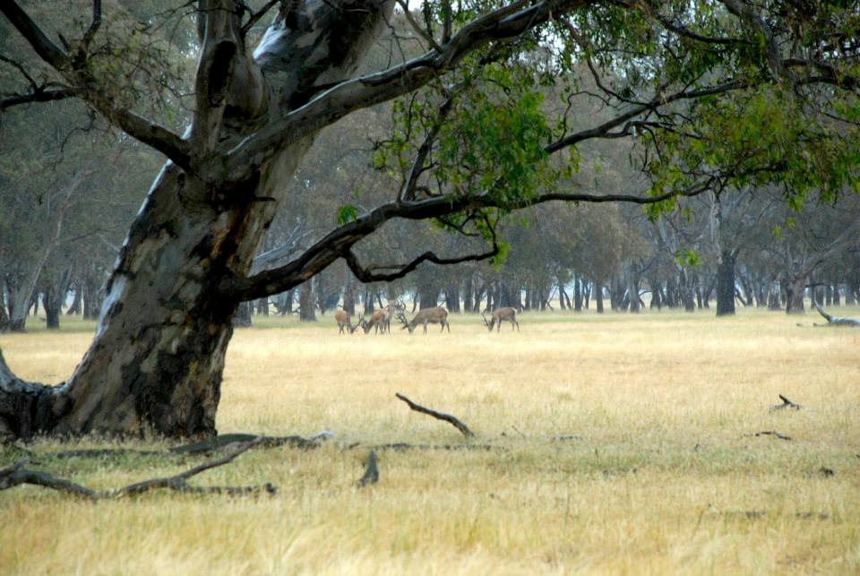 Name:  red stags feeding in the open.jpg
Views: 572
Size:  94.9 KB