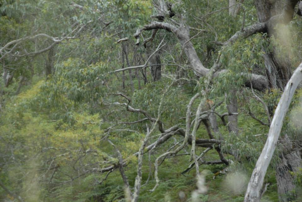 Name:  spot the stags.jpg
Views: 521
Size:  90.9 KB