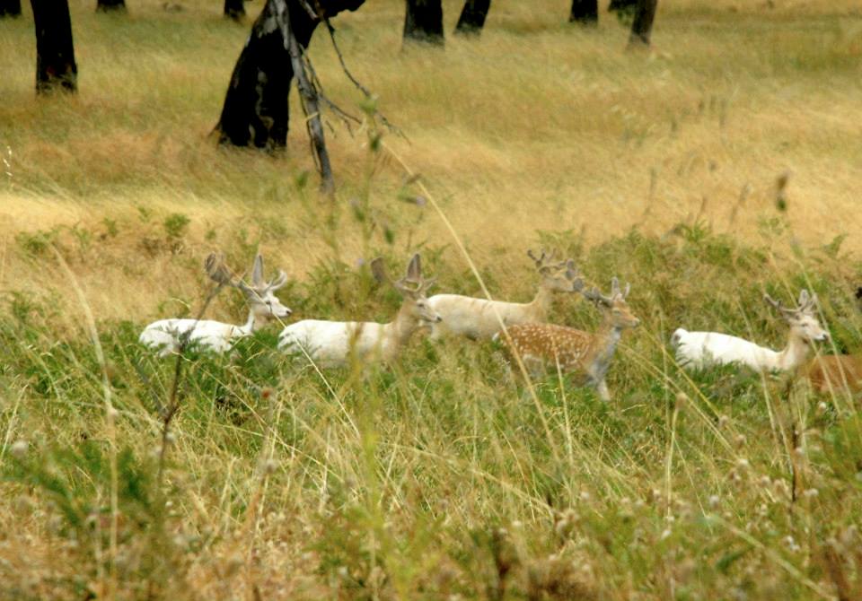 Name:  velvet bucks.jpg
Views: 703
Size:  89.4 KB