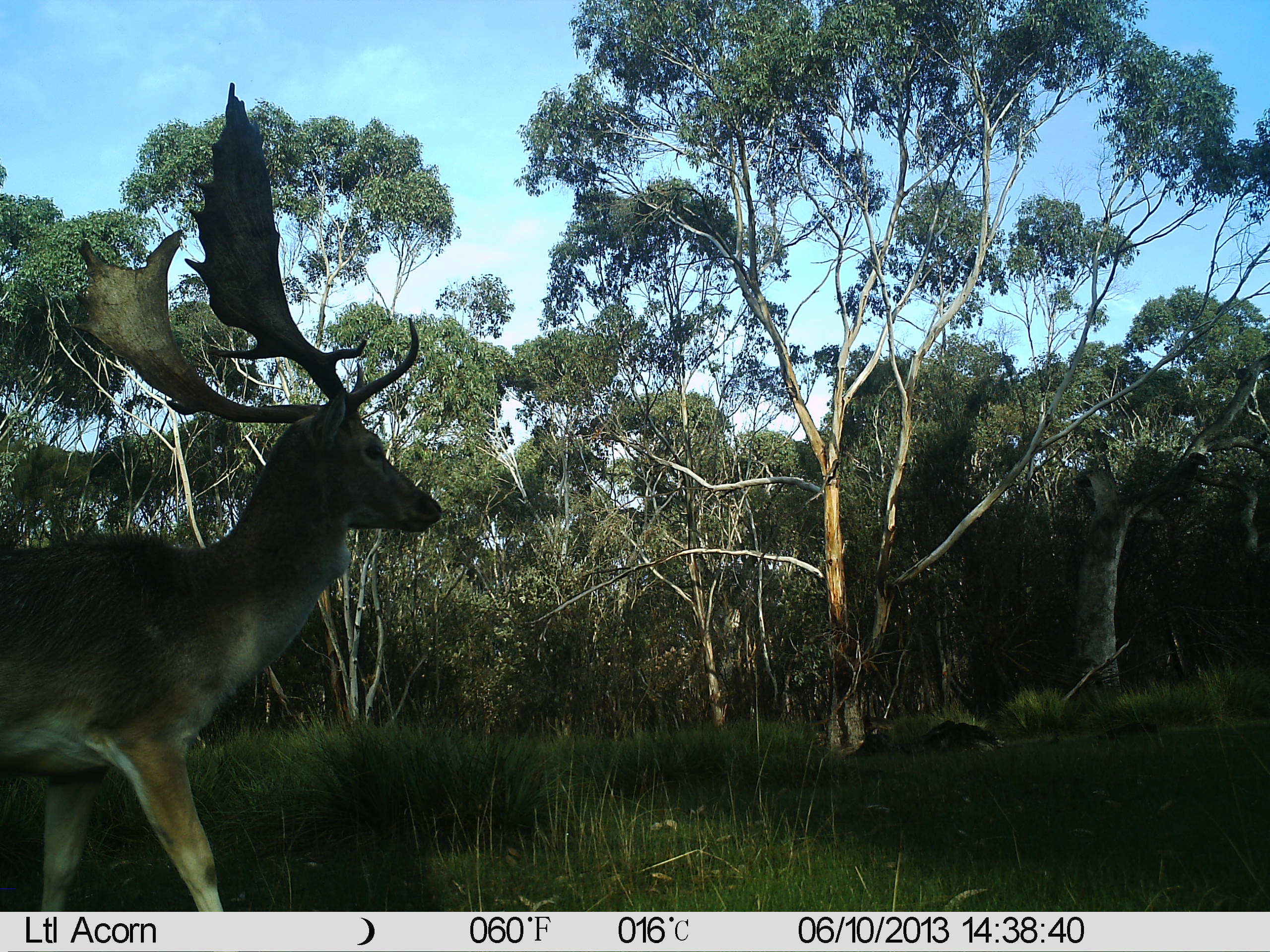 Name:  Buck close to trail cam.JPG
Views: 1002
Size:  967.7 KB