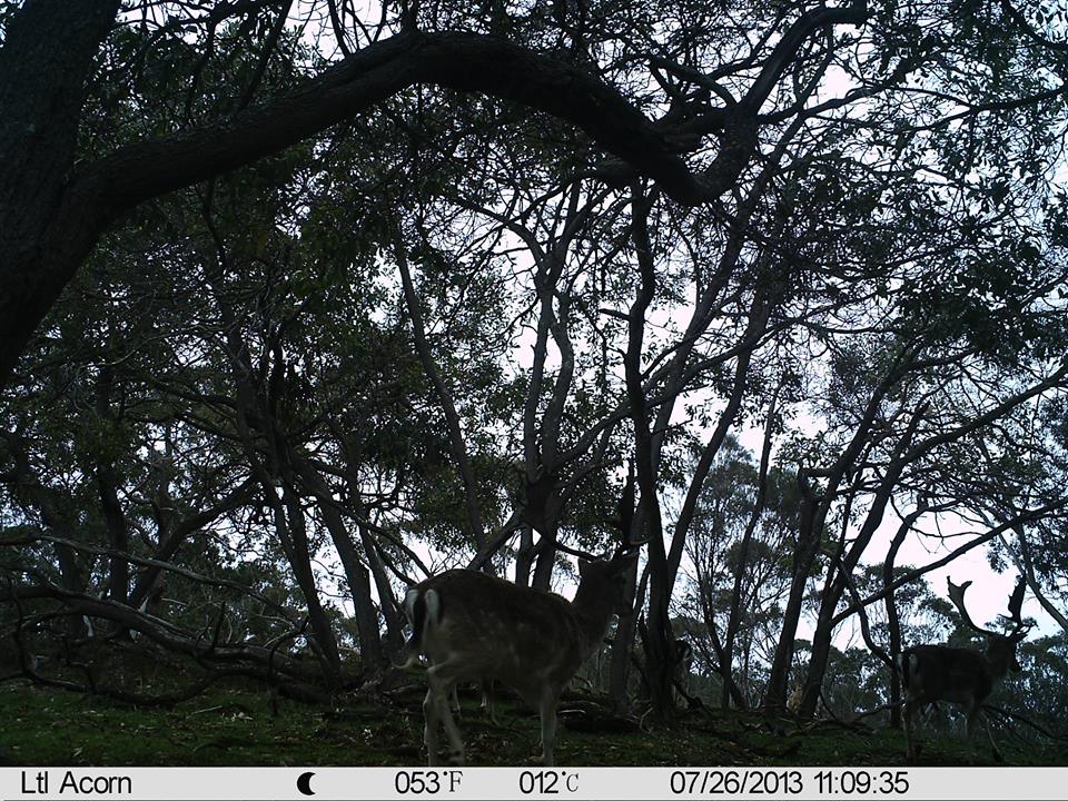 Name:  buck in bush.jpg
Views: 618
Size:  214.7 KB