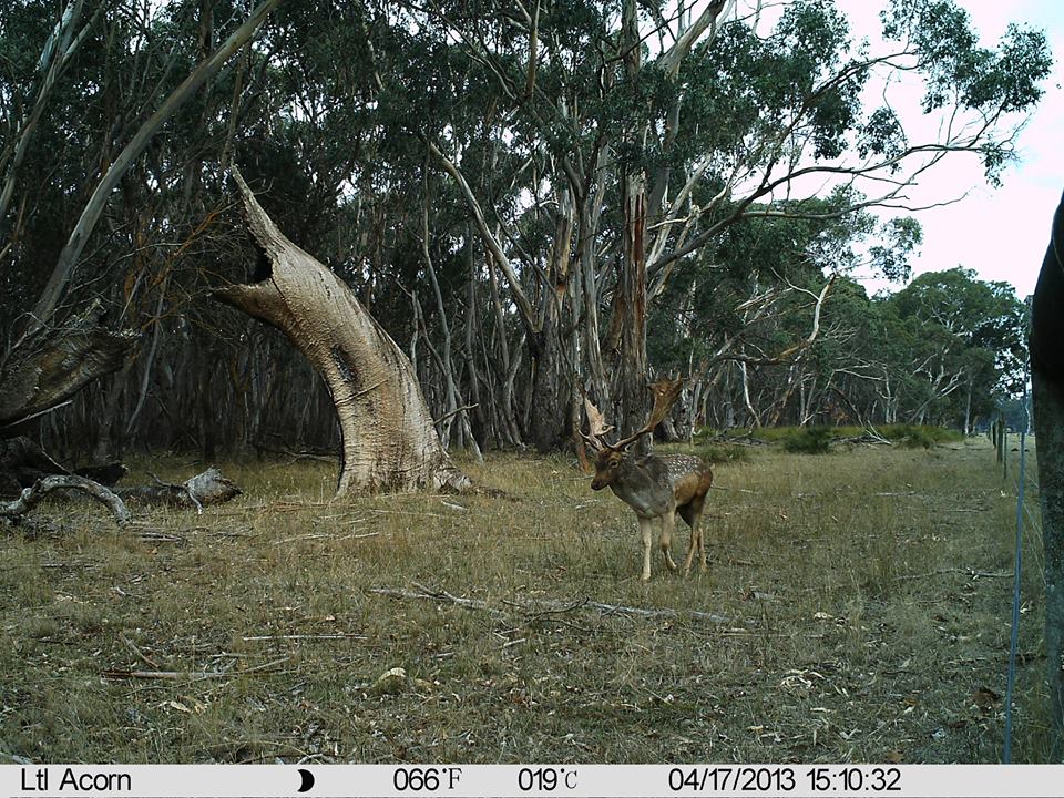Name:  Fallow buck.jpg
Views: 548
Size:  211.6 KB