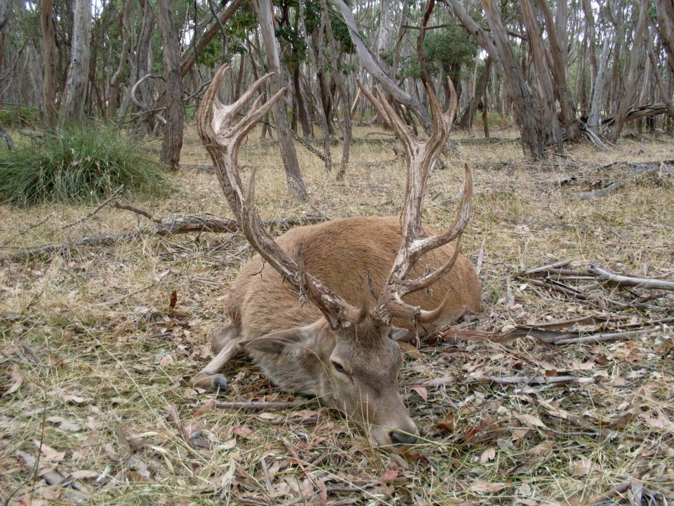 Name:  Red stag 3.jpg
Views: 1064
Size:  251.2 KB
