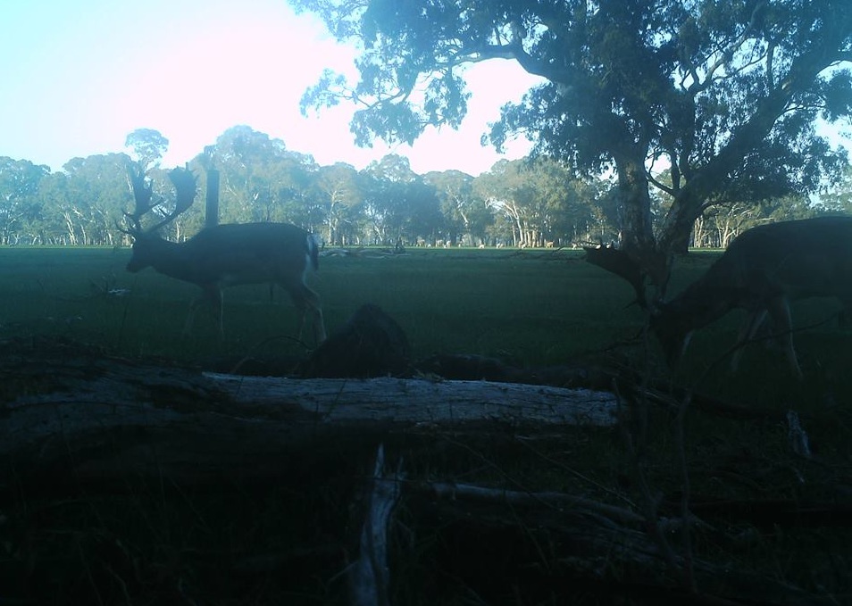 Name:  two bucks.jpg
Views: 475
Size:  167.1 KB