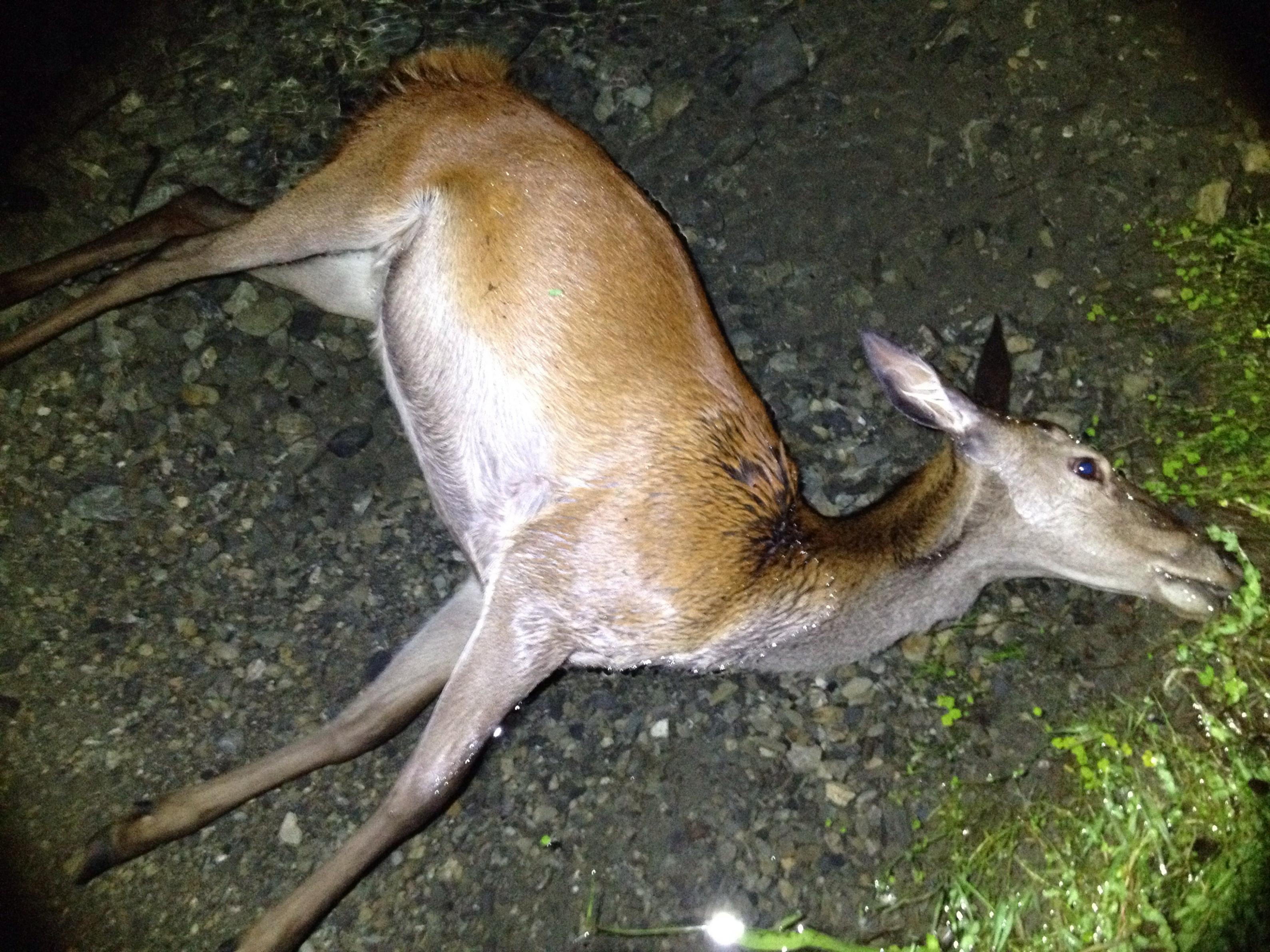 Name:  Deer.jpg
Views: 1266
Size:  994.1 KB