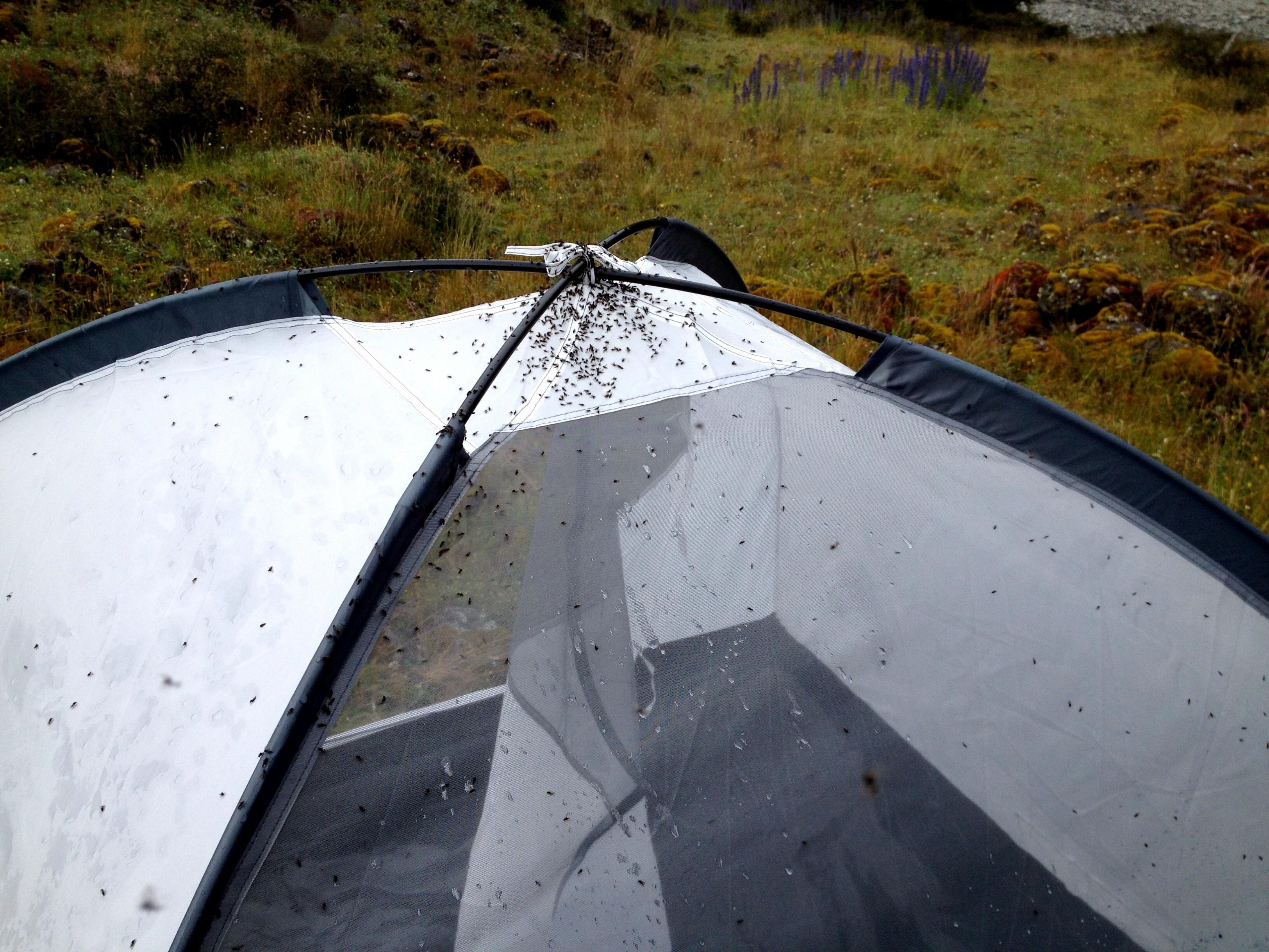 Name:  Sand Fly Tent.jpg
Views: 1002
Size:  995.9 KB