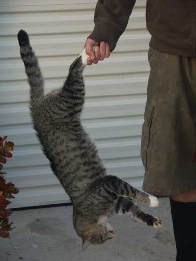 Name:  dead-cat-002111.jpg
Views: 1282
Size:  16.2 KB