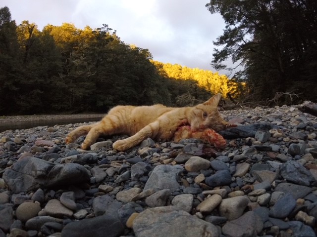 Name:  cat 1.jpg
Views: 1051
Size:  83.6 KB