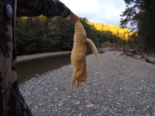 Name:  Cat 2.jpg
Views: 1043
Size:  96.0 KB