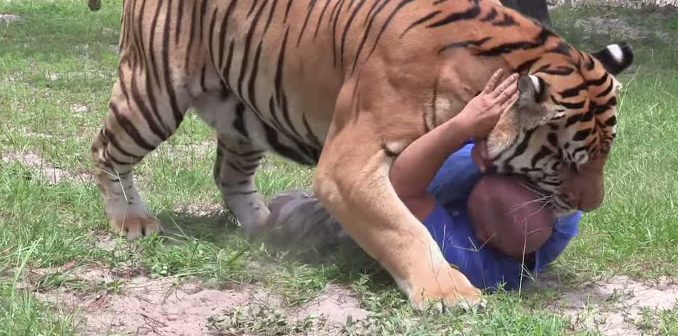 Name:  big-cat.jpg
Views: 701
Size:  98.2 KB