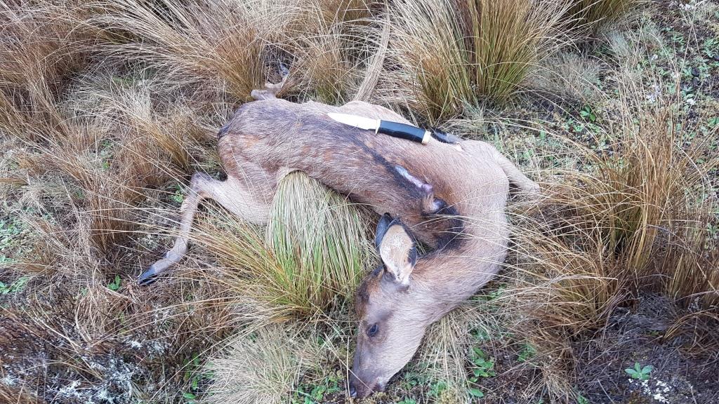 Name:  small deer.jpg
Views: 424
Size:  228.2 KB