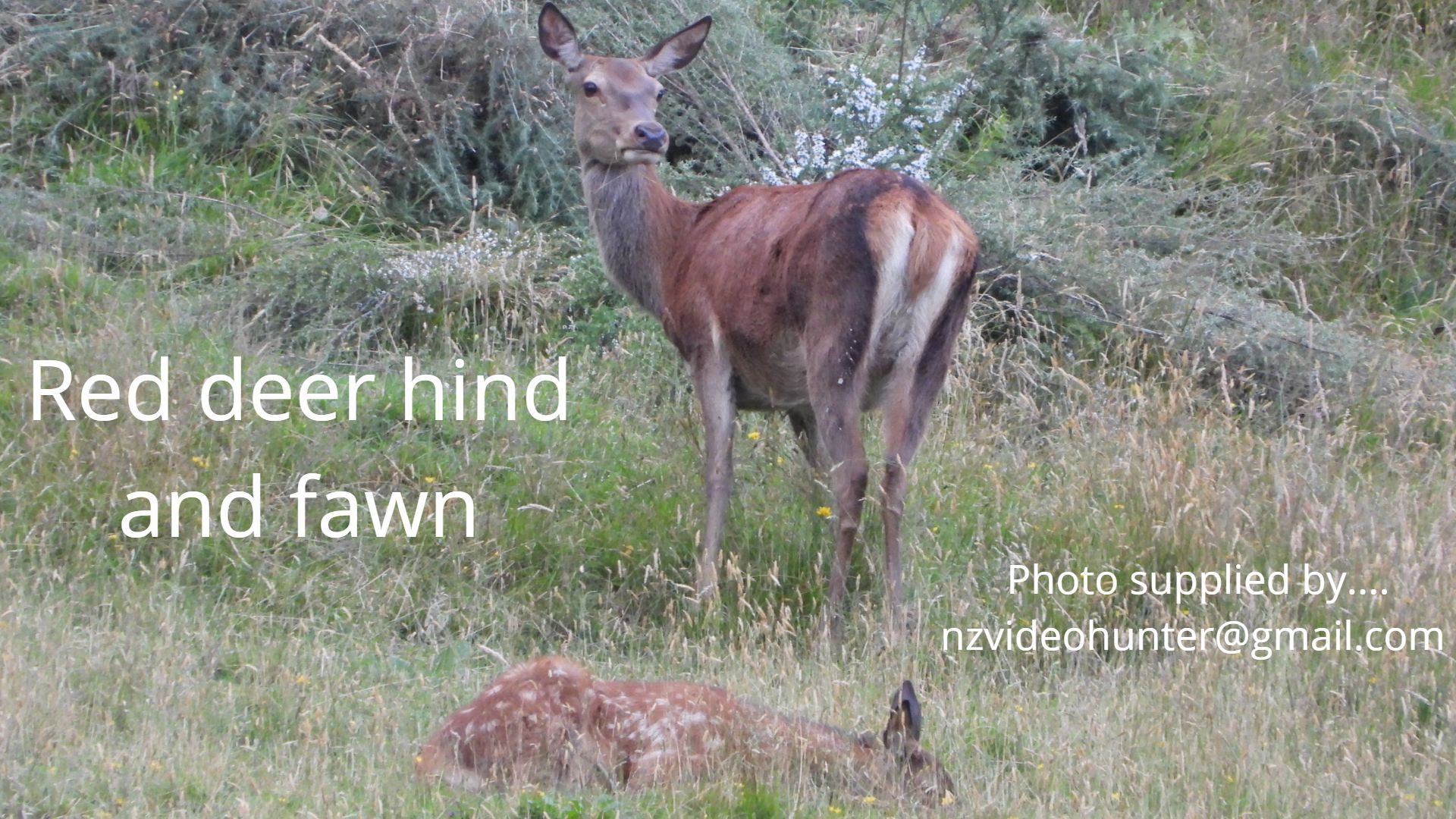 Name:  Red deer hind and fawn.jpg
Views: 193
Size:  410.3 KB
