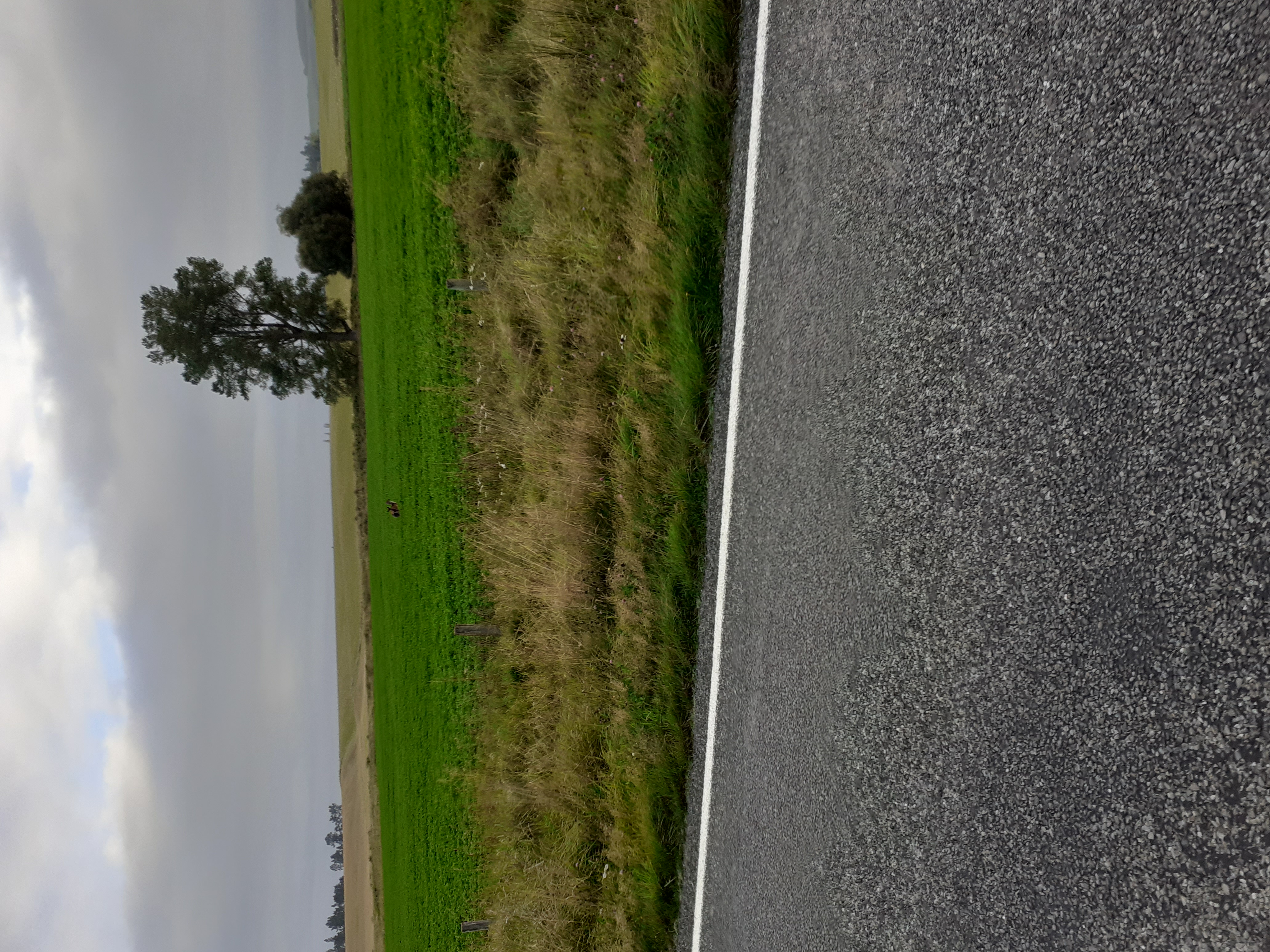Name:  Two Fallow looking back.jpg
Views: 705
Size:  3.64 MB