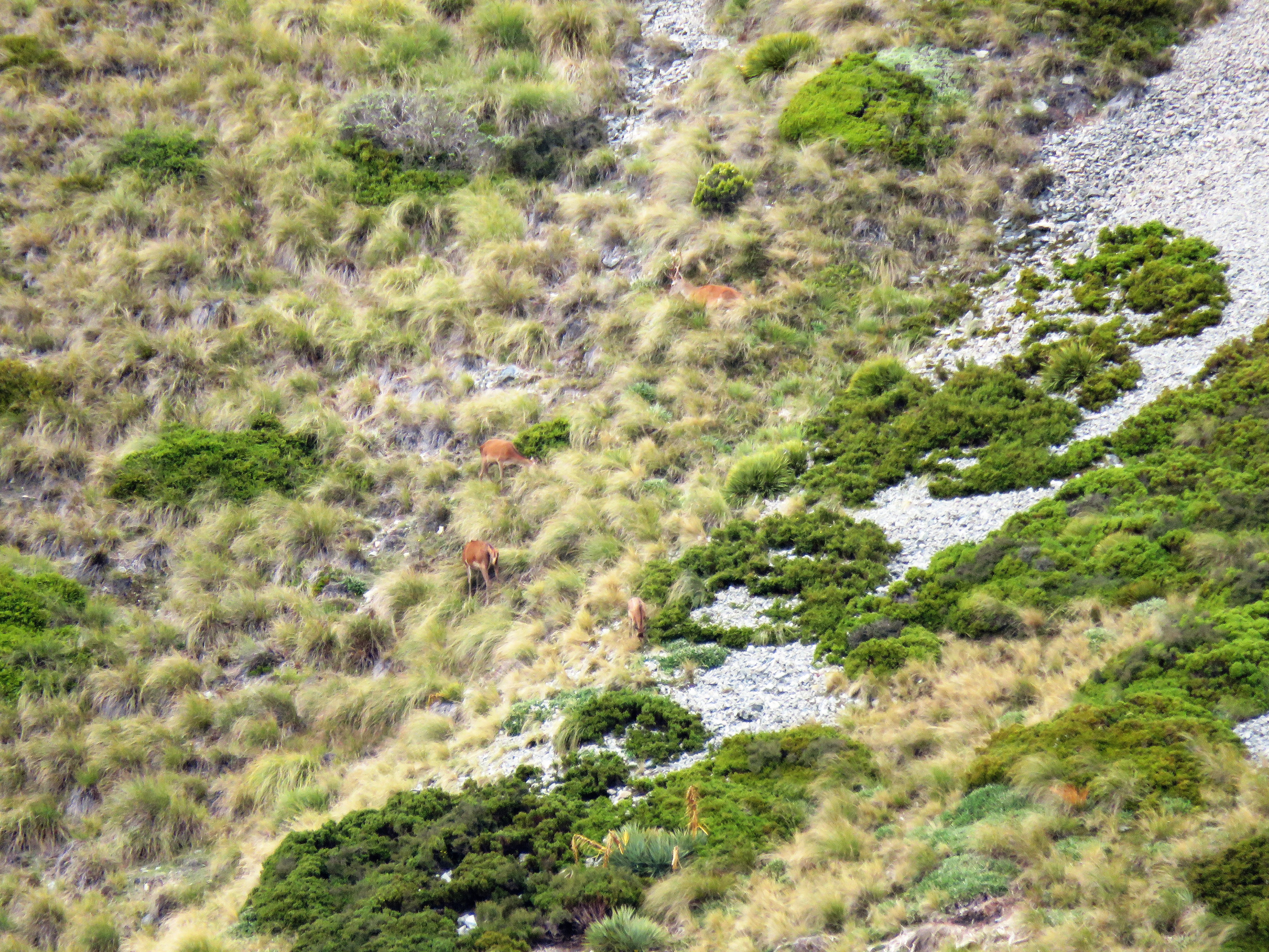 Name:  deer group2.JPG
Views: 541
Size:  6.03 MB