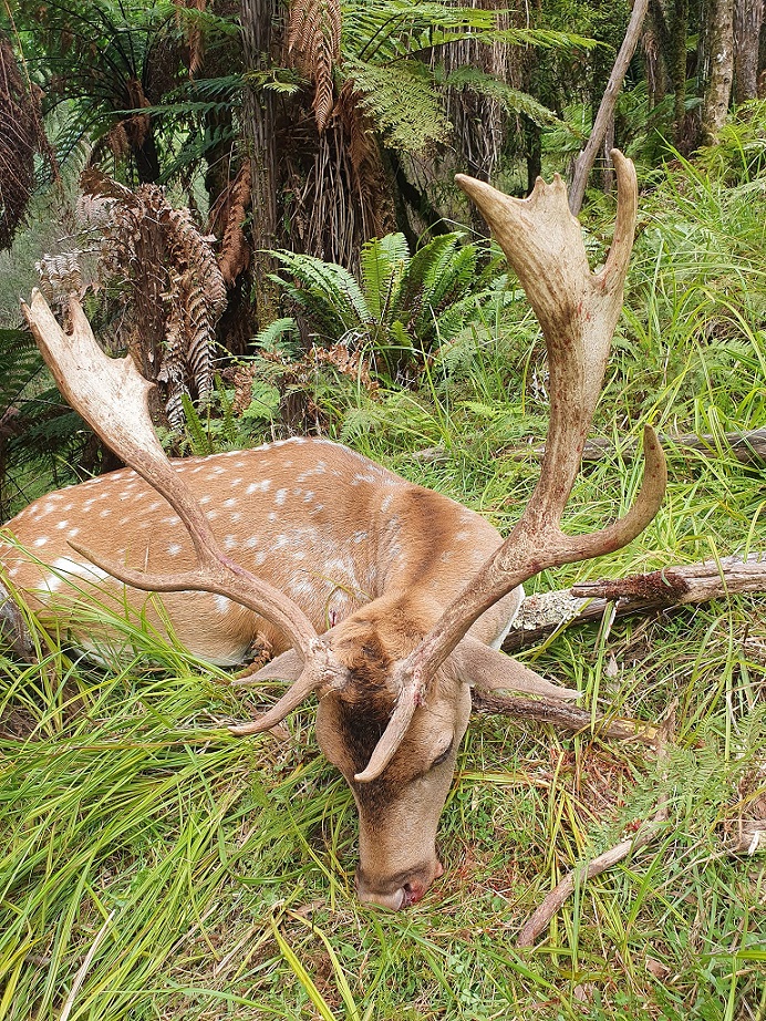 Name:  Fallow Buck.jpg
Views: 1334
Size:  539.1 KB