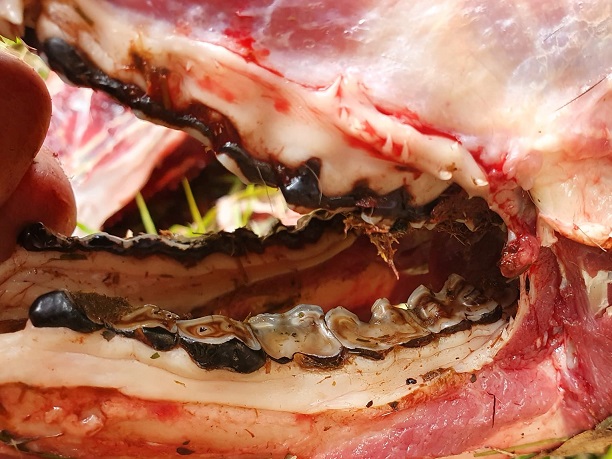 Name:  Fallow Buck Jaw.jpg
Views: 1297
Size:  141.5 KB