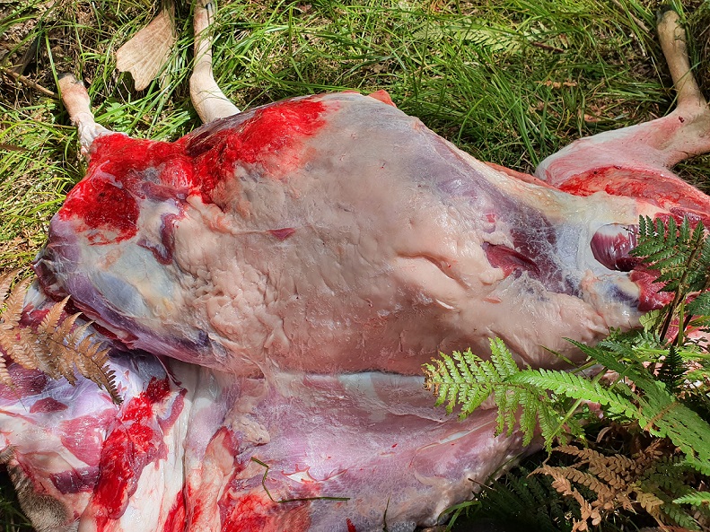 Name:  Fallow Buck fat.jpg
Views: 1348
Size:  339.4 KB