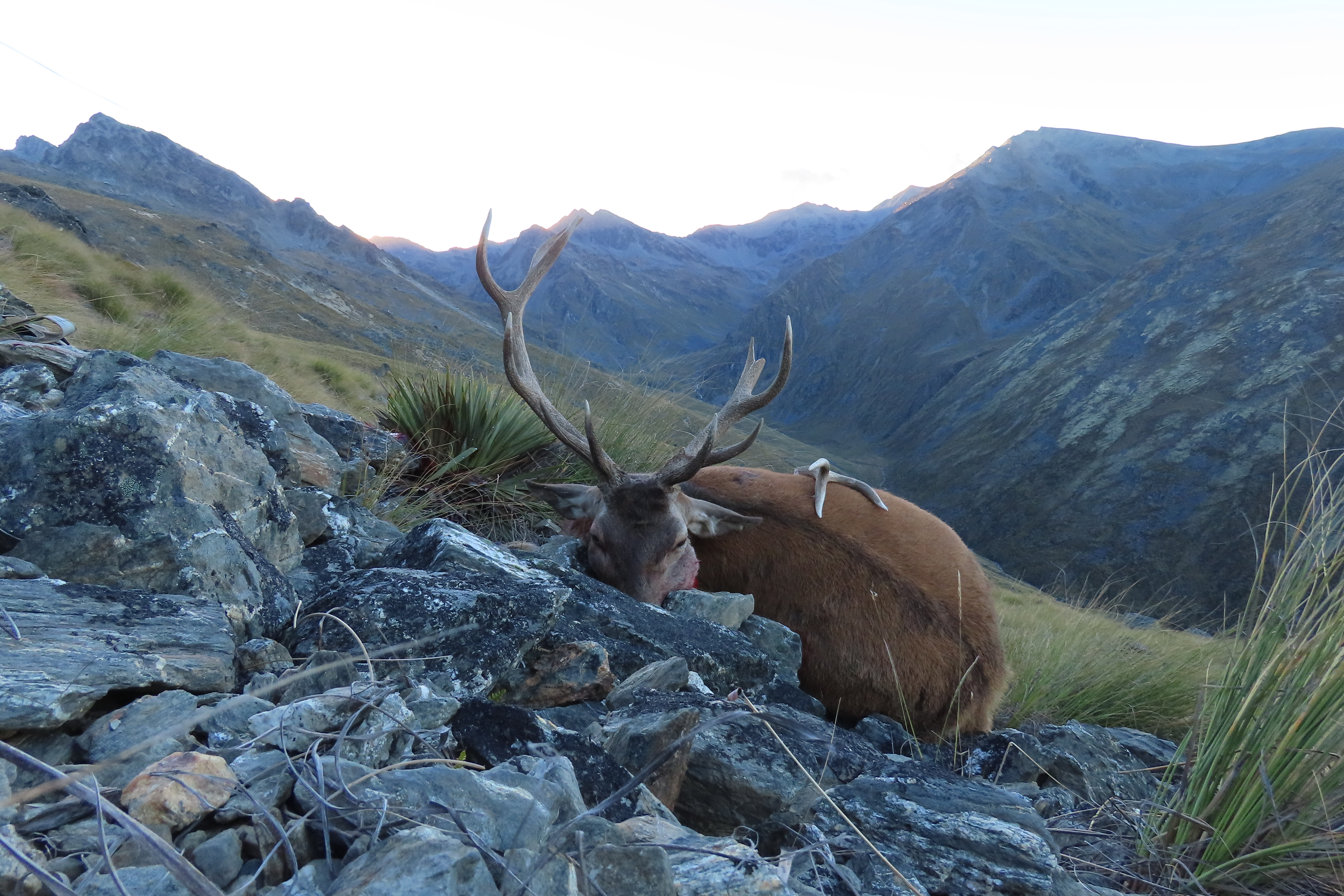 Name:  stag.jpg
Views: 1377
Size:  3.17 MB