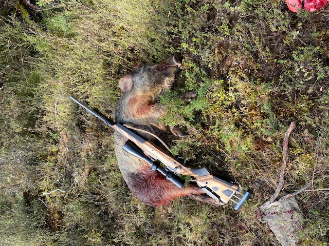 Name:  pig 1.jpg
Views: 301
Size:  209.7 KB