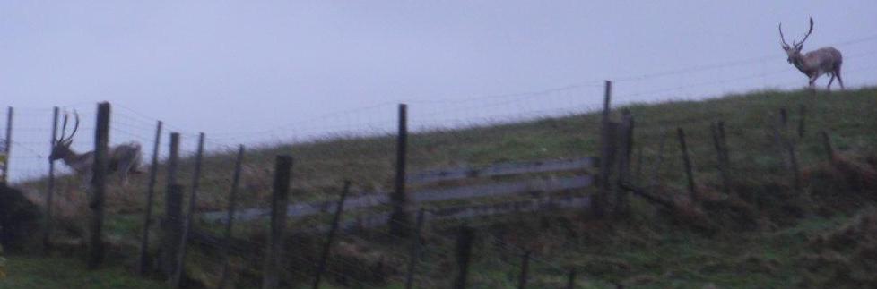 Name:  Fallow.jpg
Views: 417
Size:  25.0 KB