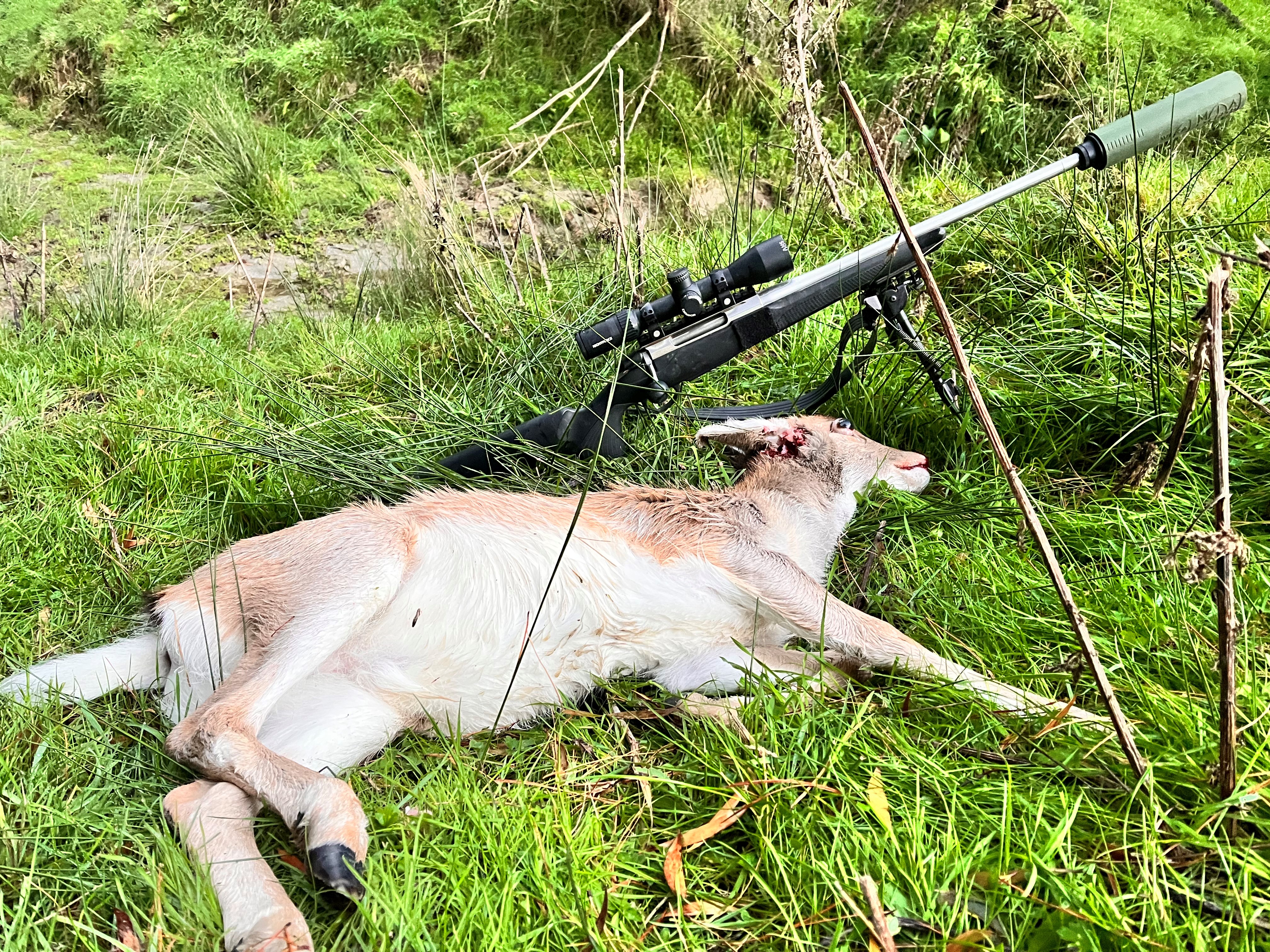 Name:  223 deer 01.jpg
Views: 1016
Size:  5.43 MB