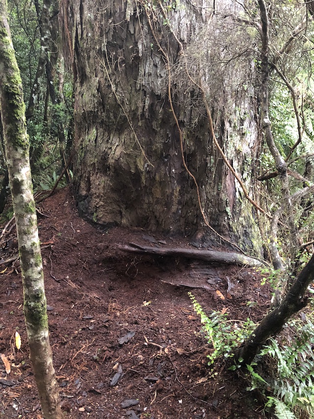 Name:  Den below tree 640.jpg
Views: 1011
Size:  386.1 KB