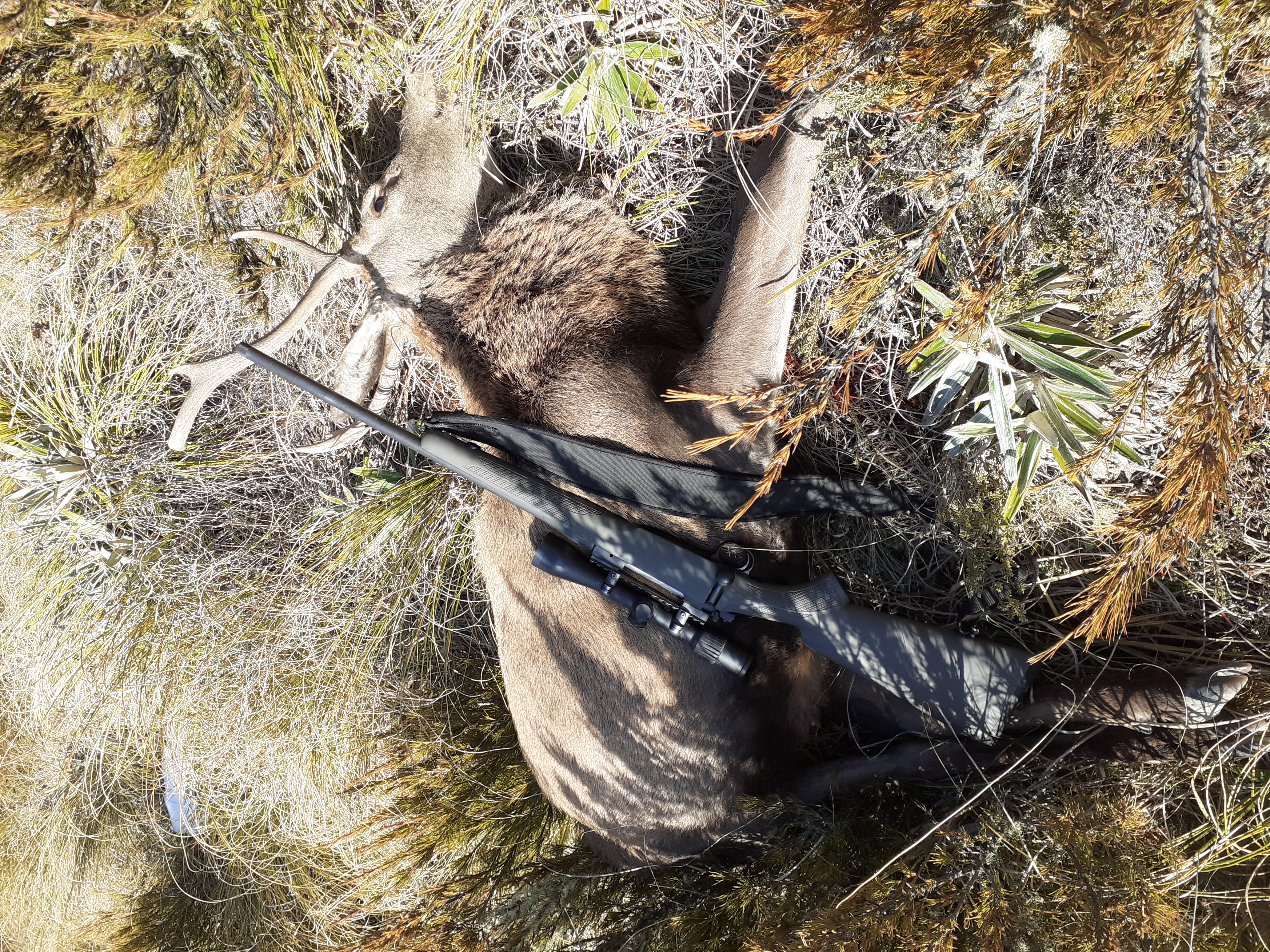 Name:  M12 on scrubby stag.jpg
Views: 928
Size:  7.42 MB