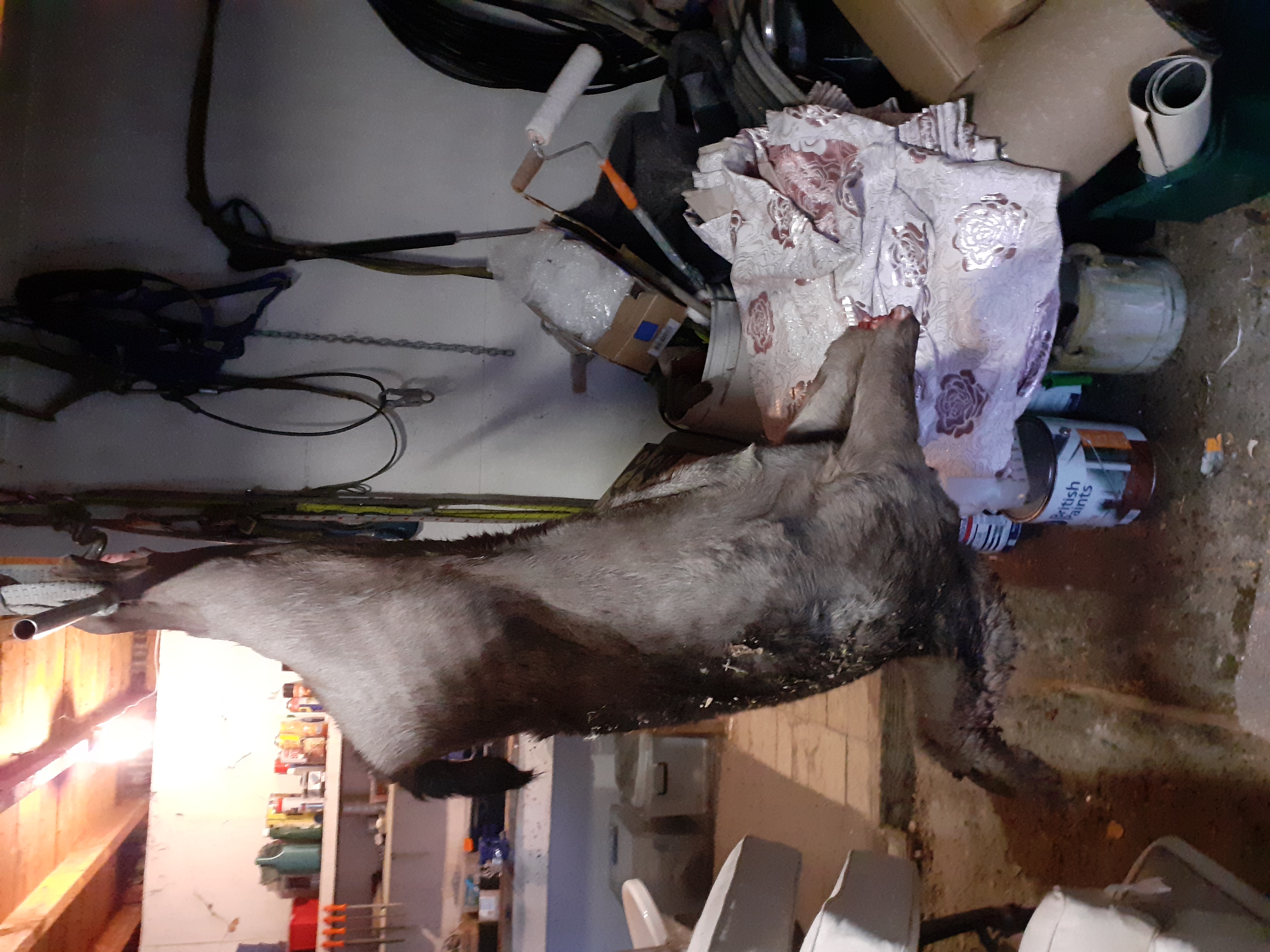 Name:  Hanging in the garage..jpg
Views: 773
Size:  3.51 MB