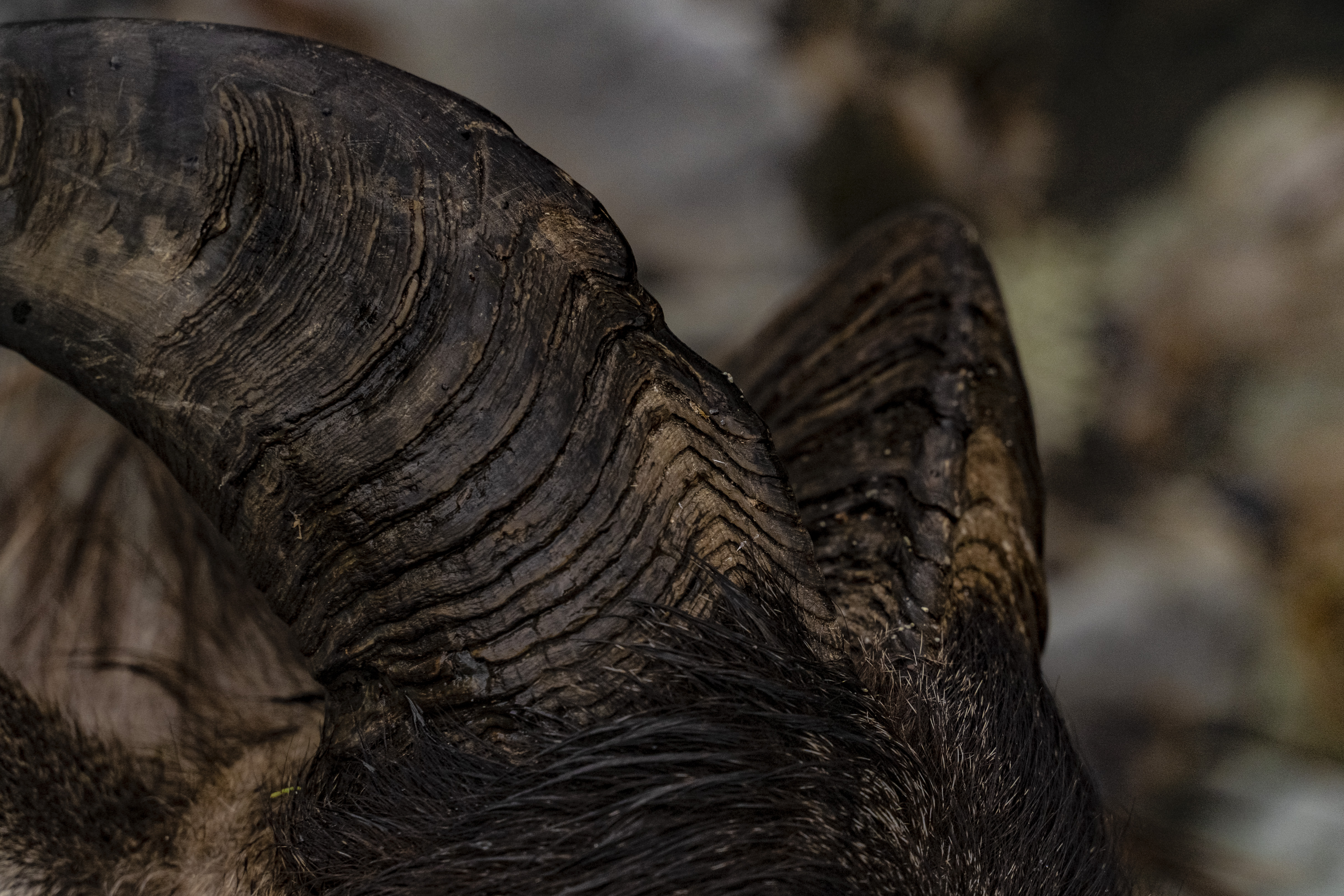 Name:  Tahr Detail 003.JPG
Views: 333
Size:  4.28 MB