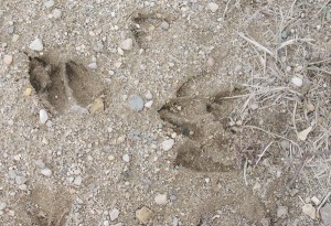 Name:  blog-deer-tracks-300x205.jpg
Views: 1583
Size:  32.3 KB