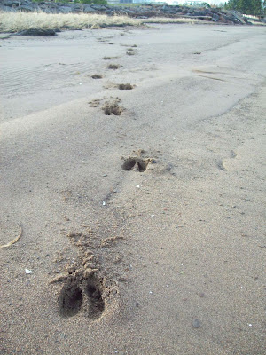 Name:  deer tracks.jpg
Views: 1669
Size:  49.5 KB