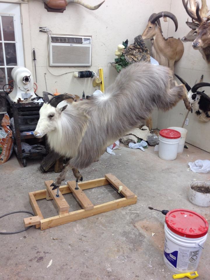 Name:  white tahr.jpg
Views: 857
Size:  99.5 KB