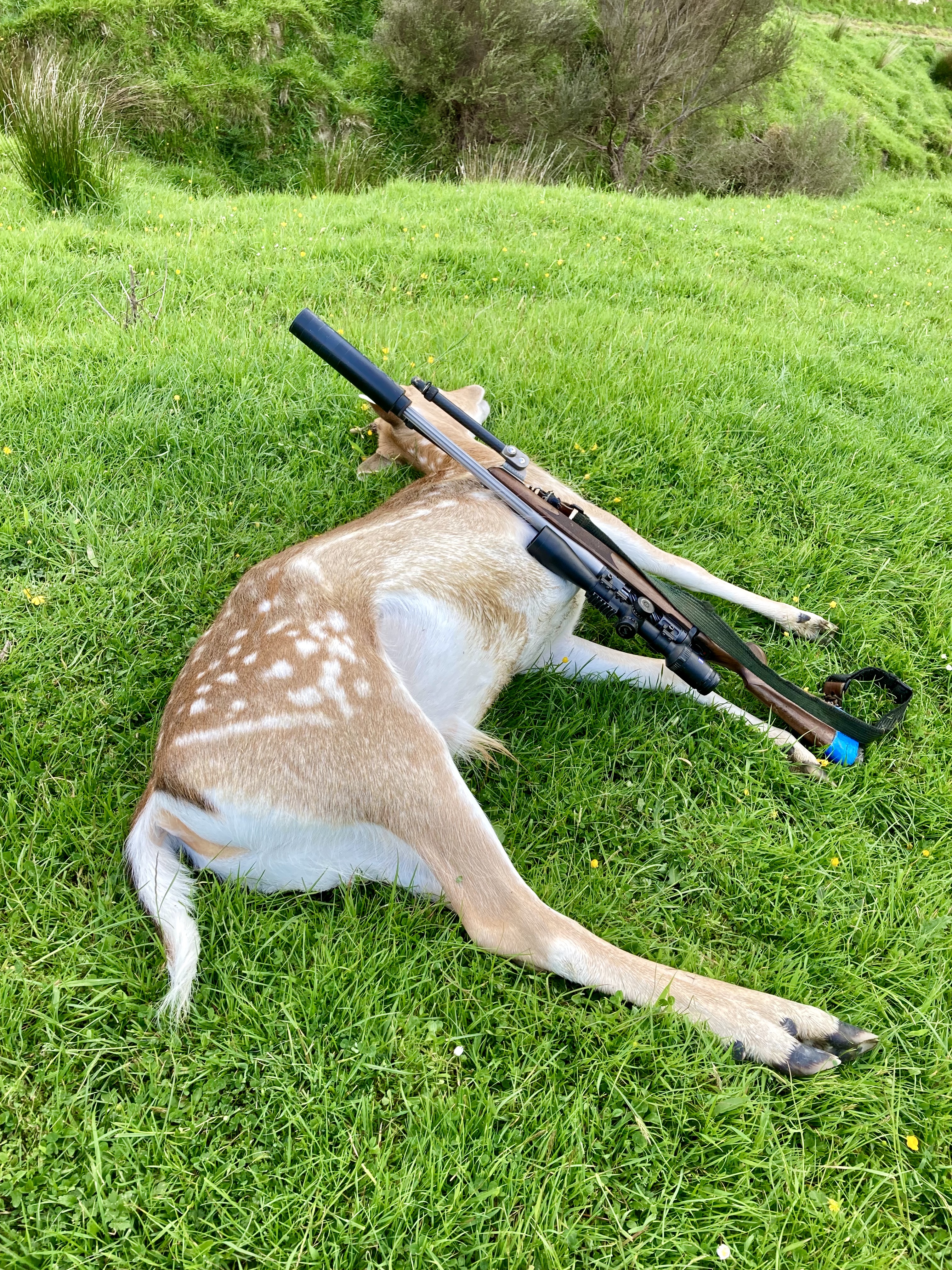 https://www.nzhuntingandshooting.co.nz/attachments/f12/210203-223-deer-img_7275.jpeg