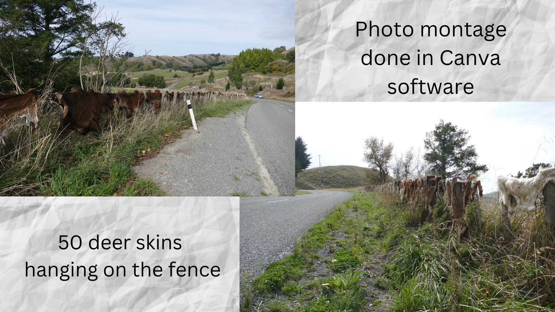 Name:  50 deer skins hanging on the fence.jpg
Views: 1943
Size:  479.9 KB
