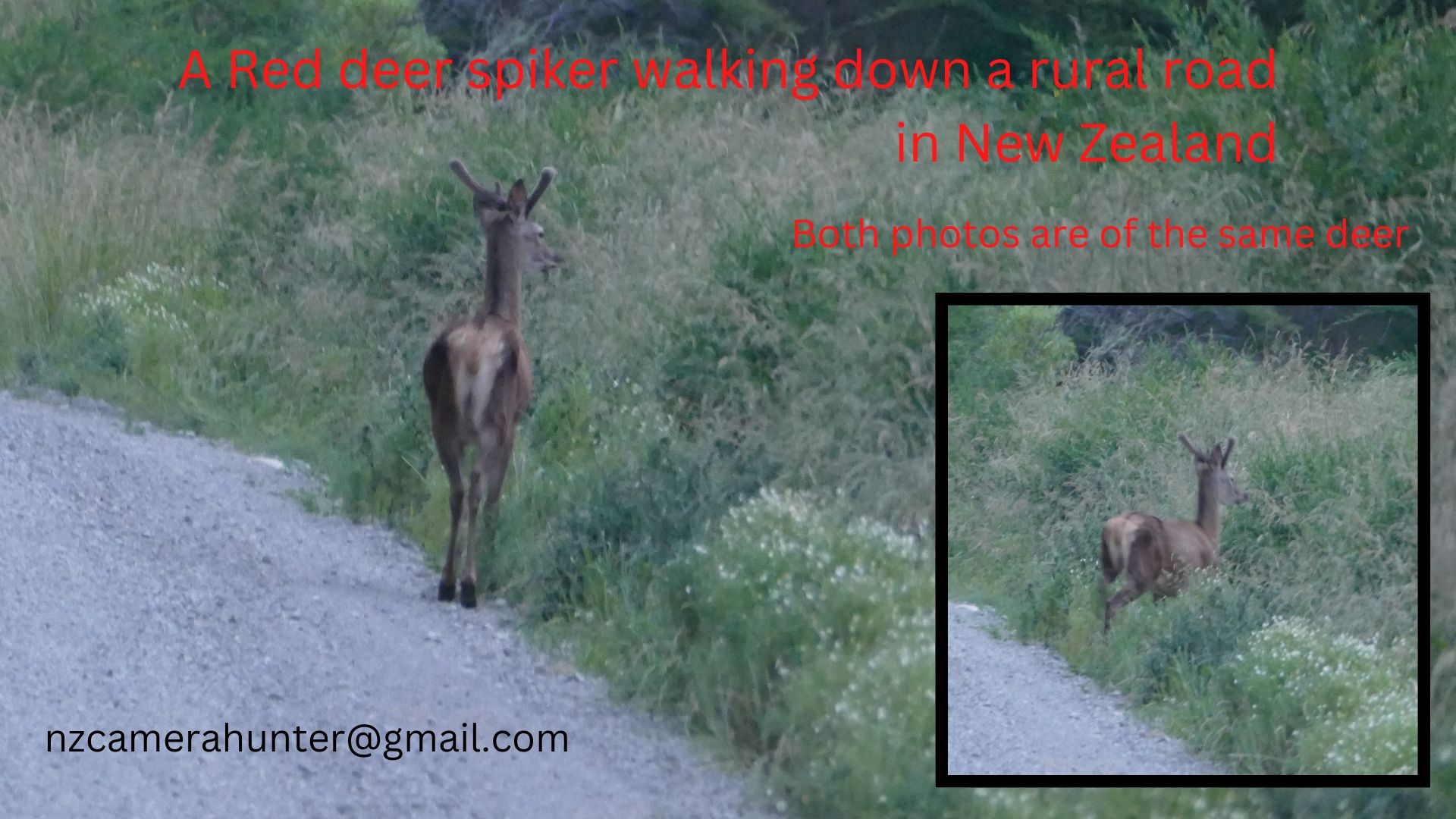 Name:  A Red spiker deer.jpg
Views: 585
Size:  275.7 KB