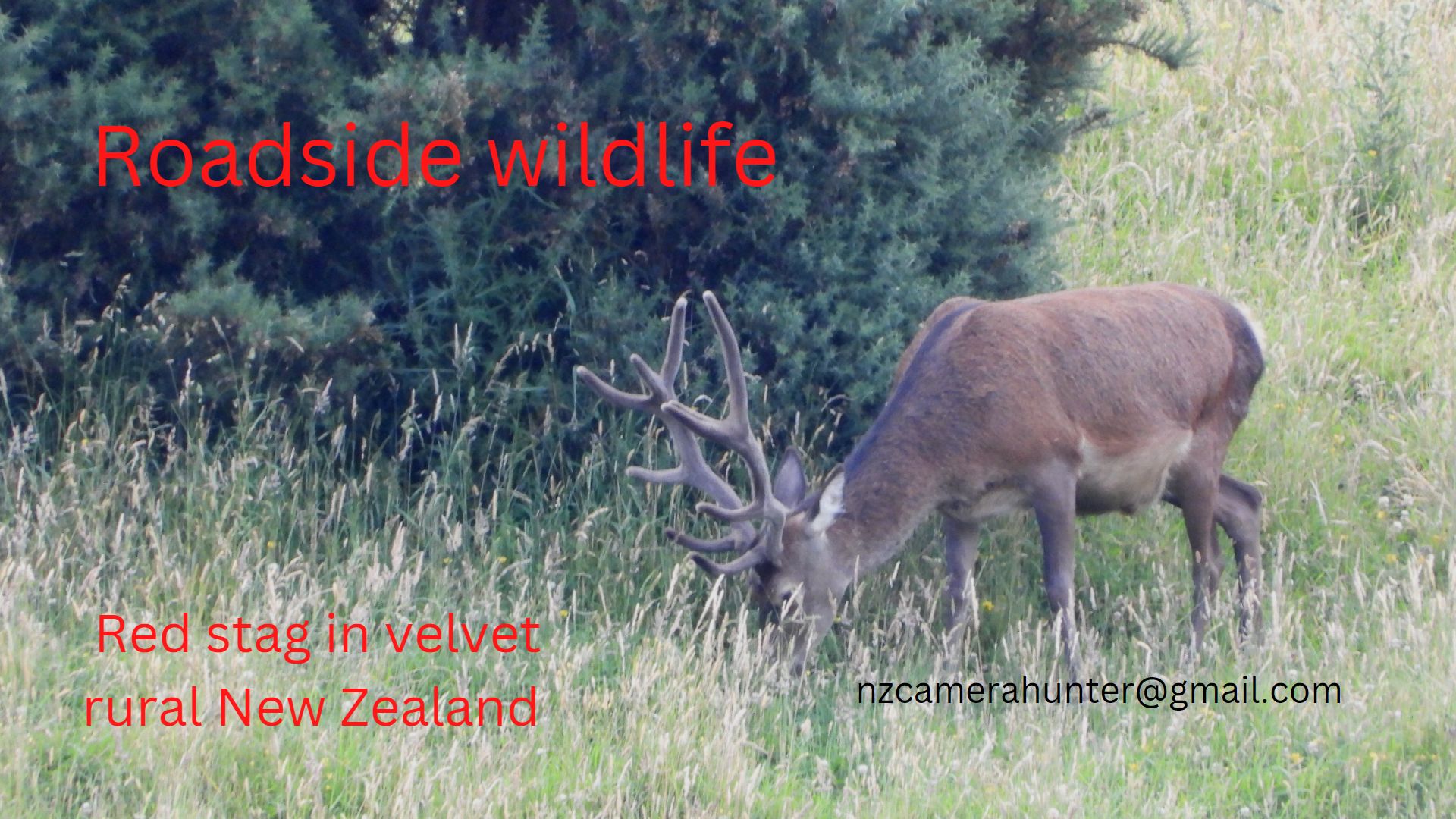Name:  Red stag in velvet.jpg
Views: 918
Size:  355.3 KB